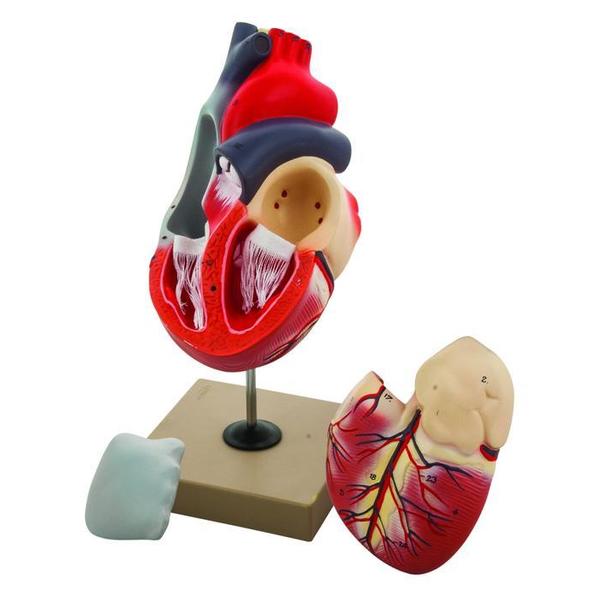 Eisco Model Human Heart - 3 Parts AM0076